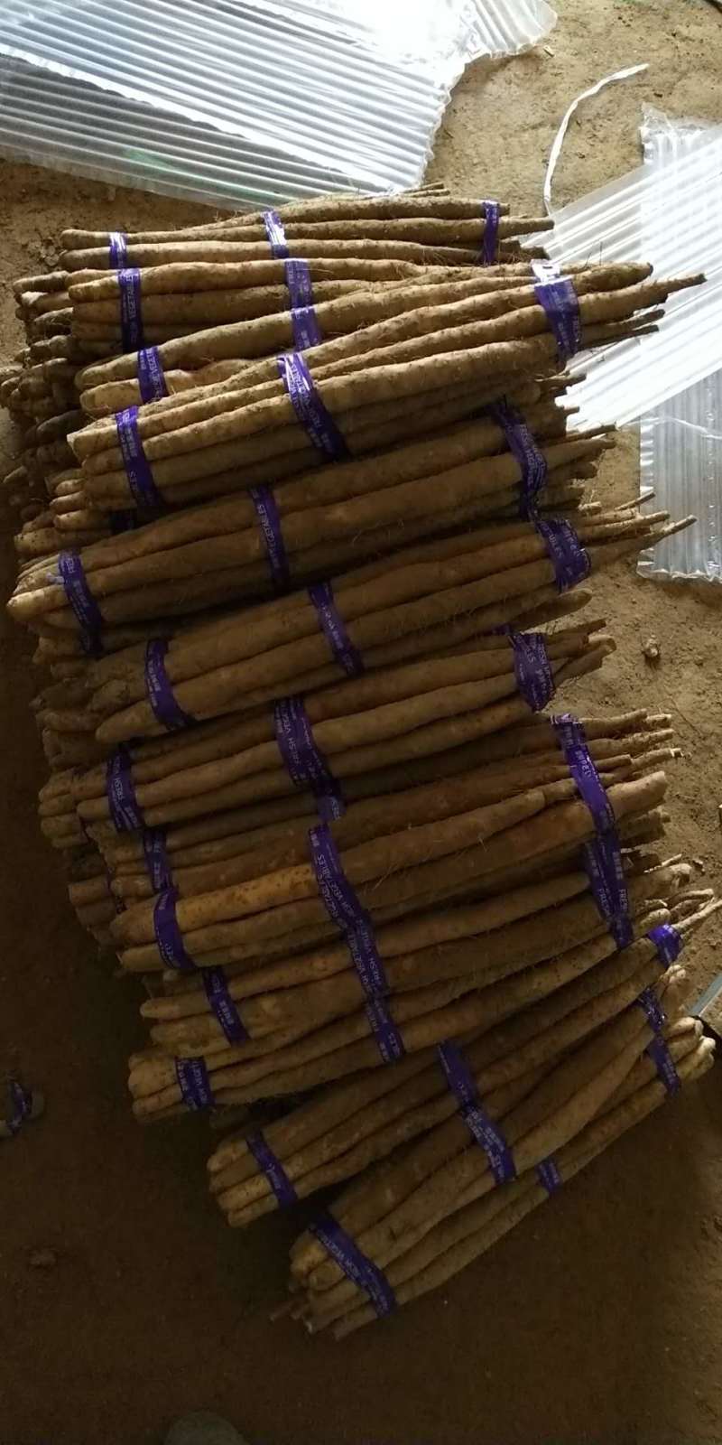 〔小白嘴白山药〕河北山药专业代办一手货源新鲜上市