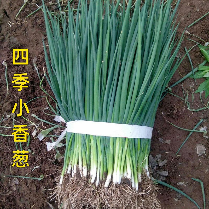 日本进口青葱种籽不分叉小葱种子小香葱种籽四季播蔬菜种