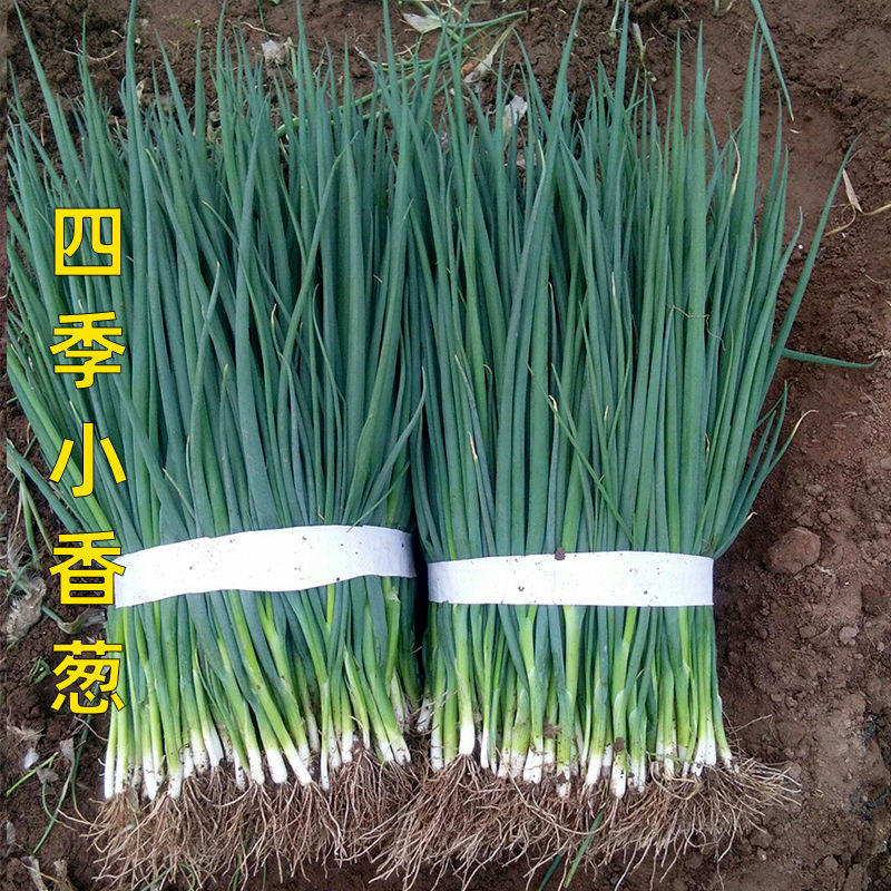 日本进口青葱种籽不分叉小葱种子小香葱种籽四季播蔬菜种