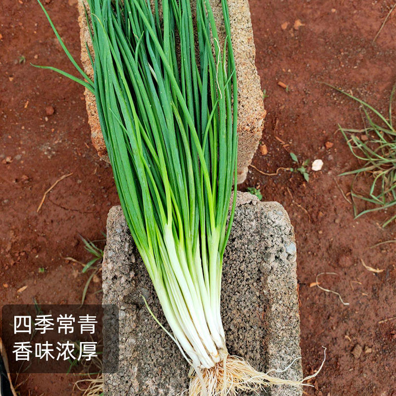日本进口青葱种籽不分叉小葱种子小香葱种籽四季播蔬菜种