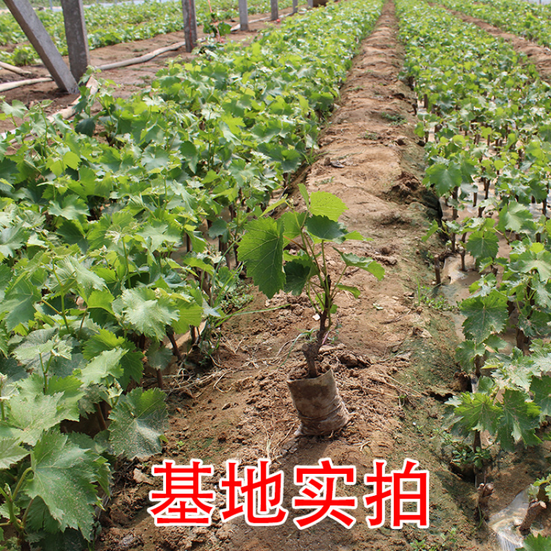 优质红提葡萄苗提供技术指导基地直供量大从优