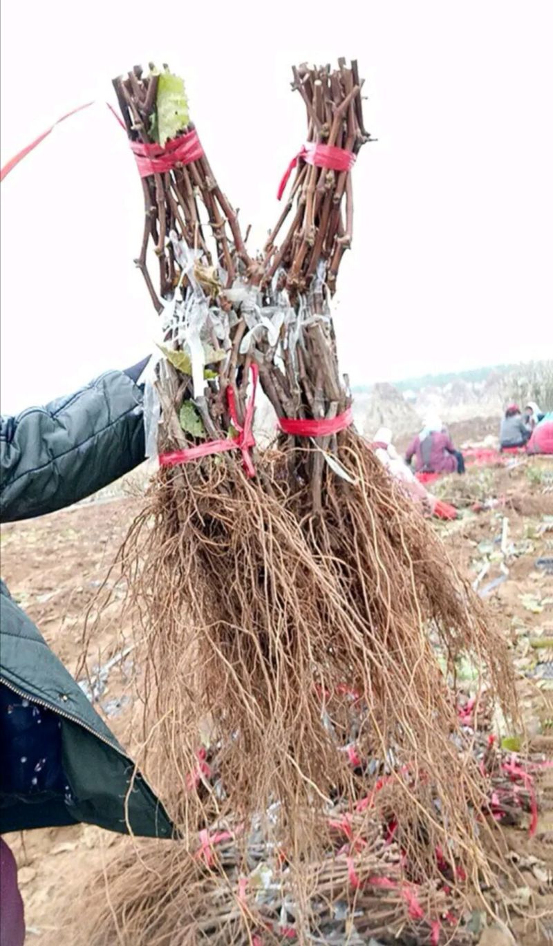 优质红提葡萄苗提供技术指导基地直供量大从优