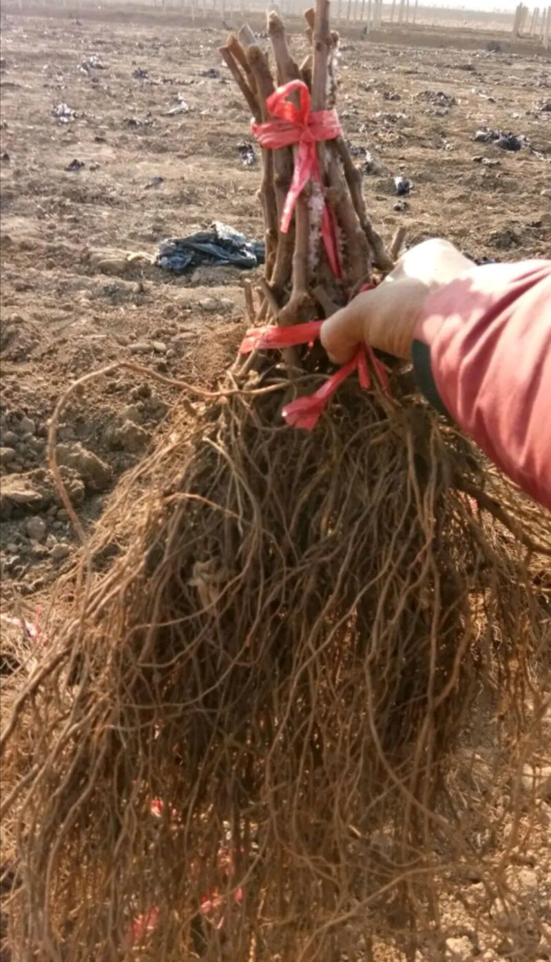 浪漫红颜葡萄苗基地保真死苗补发包成活