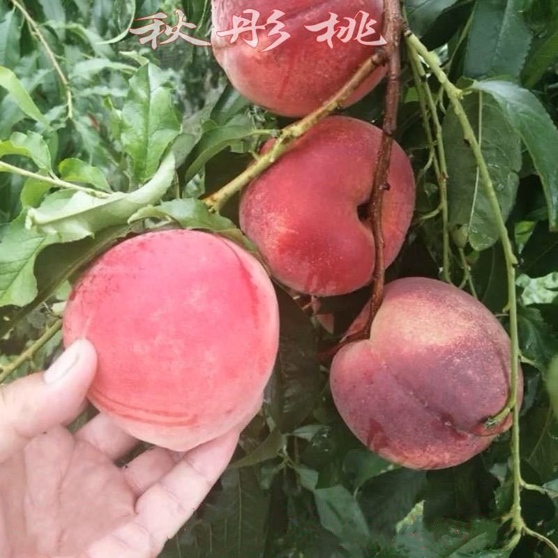 秋彤桃苗根系发达提供技术指导基地直销