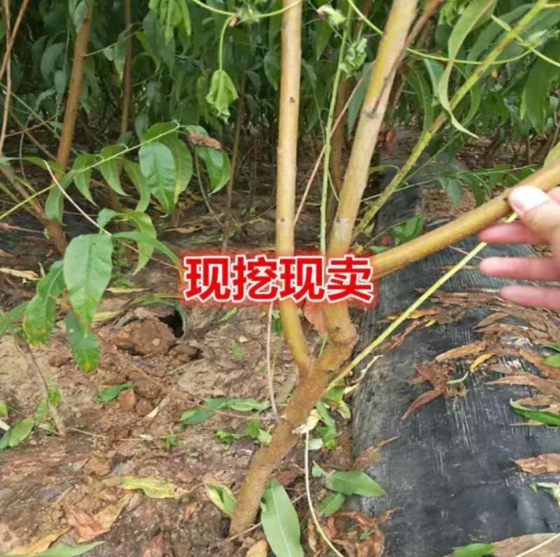 秋彤桃苗根系发达提供技术指导基地直销
