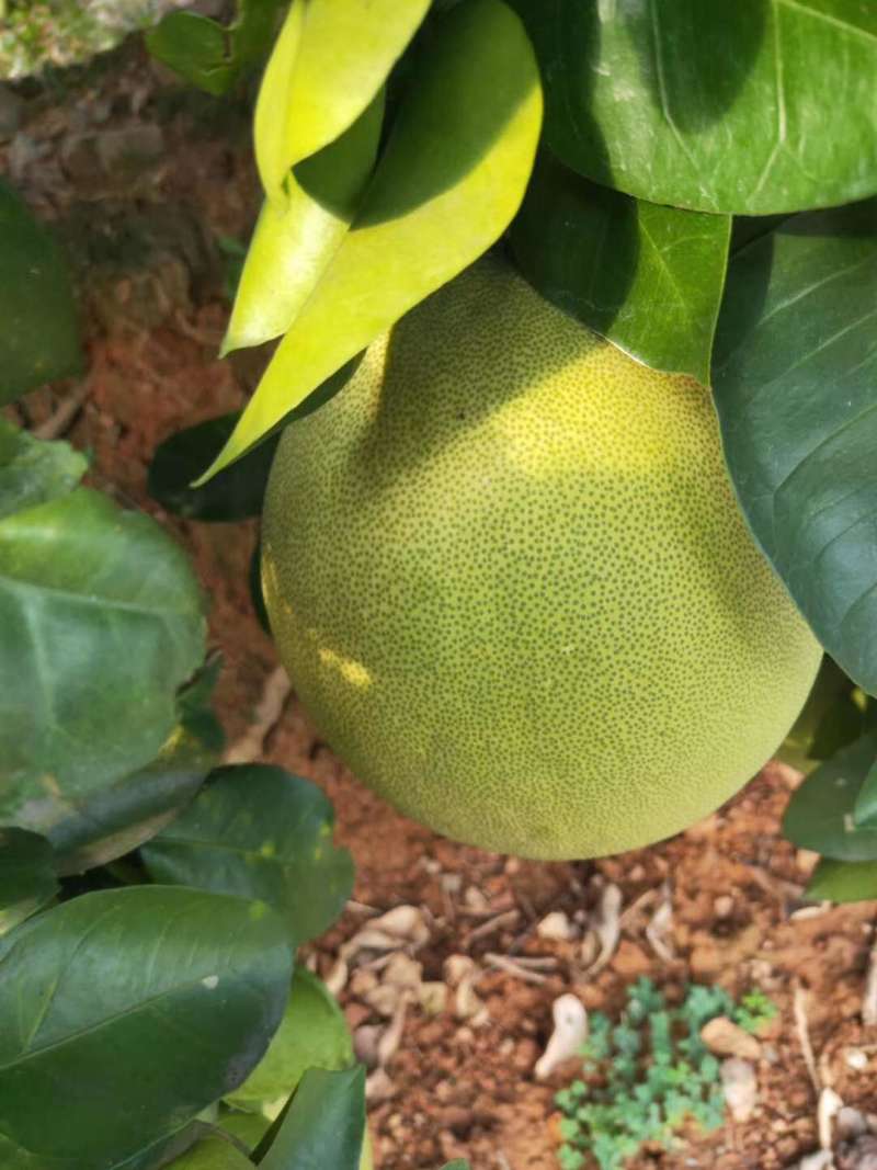 精选蜜柚市场货电商货产地直销一手货源欢迎全国咨询红白心柚