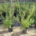 蓝莓果树苗南方北方种植方面结果地栽庭院阳台当年结果
