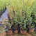蓝莓果树苗南方北方种植方面结果地栽庭院阳台当年结果