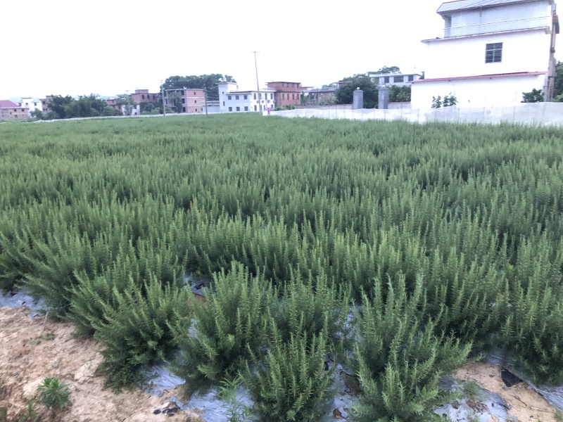 迷迭香鲜枝条～可食用～西餐的好搭档基地直供