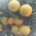 【严选好果】橙子九月红脐橙果园看货精品好果促销中