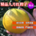 【严选好果】橙子九月红脐橙果园看货精品好果促销中