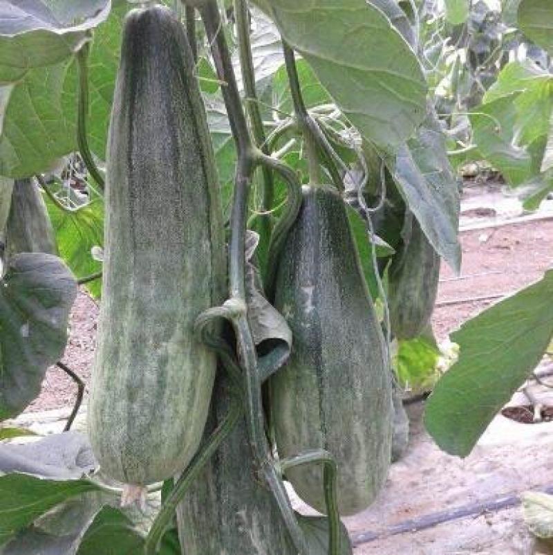 嫁接甜瓜苗基地,出售羊角蜜甜瓜种苗,批发早春甜瓜苗价格