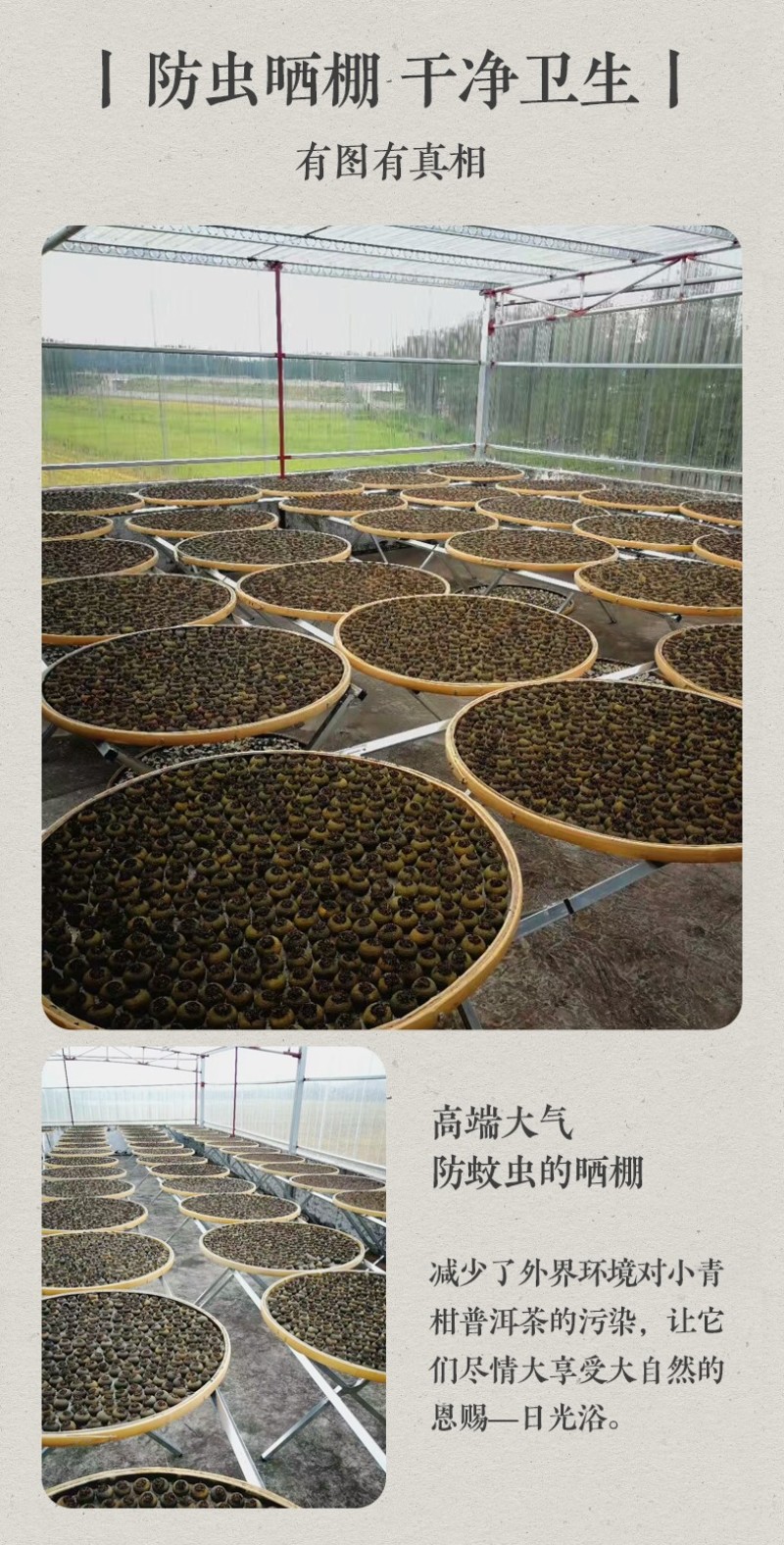 新会小青柑普洱茶250克