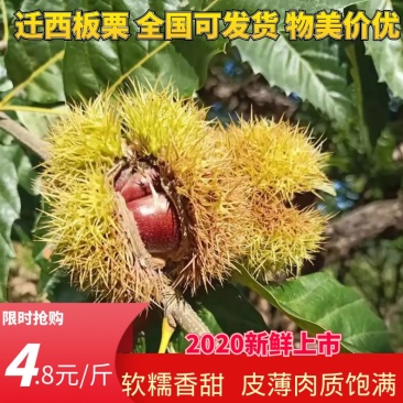 【糖炒板栗专用】迁西老树板栗颗粒饱满甜度高产地直发