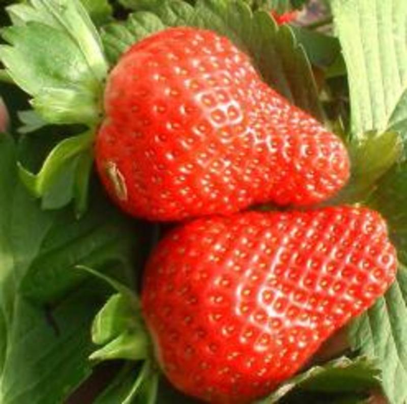 草莓苗红颜草莓苗甜查理草莓苗奶莓苗批发