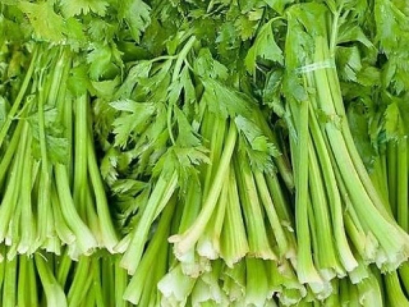 精品芹菜现货供应产地直供欢迎选购！