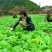 优质毛白菜白菜基地直发量大从优速来选购！