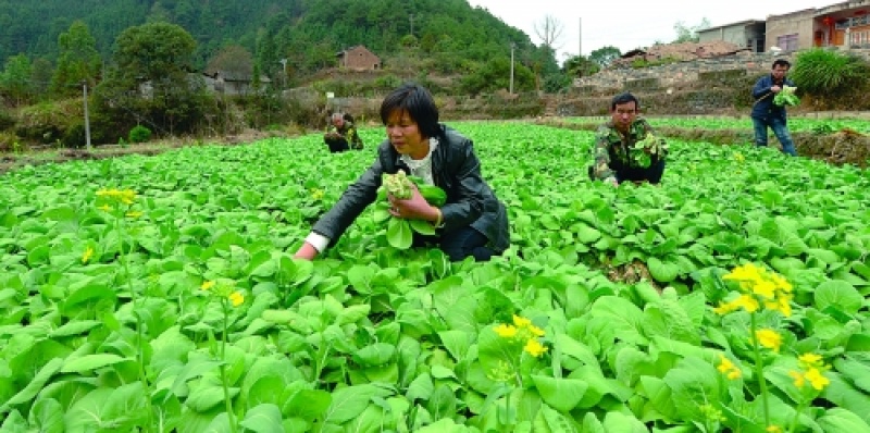 优质毛白菜白菜基地直发量大从优速来选购！