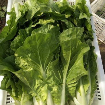 优质毛白菜白菜基地直发量大从优速来选购！
