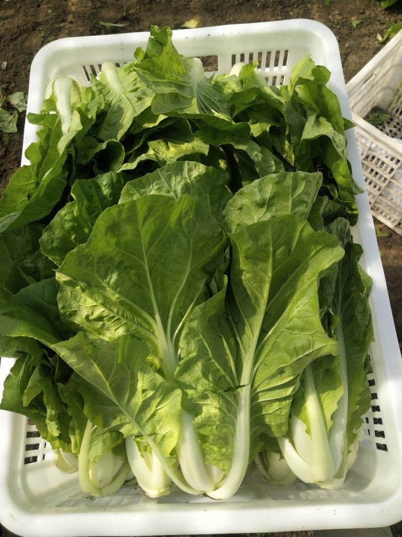 优质毛白菜白菜基地直发量大从优速来选购！