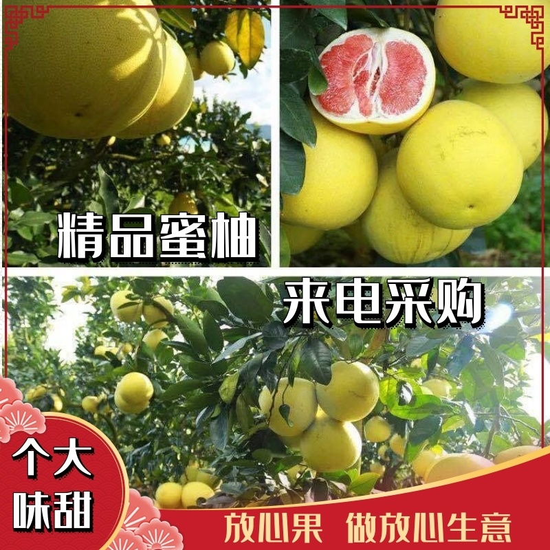 【精品蜜柚】精品红心蜜柚白心蜜柚一手货源果面干净