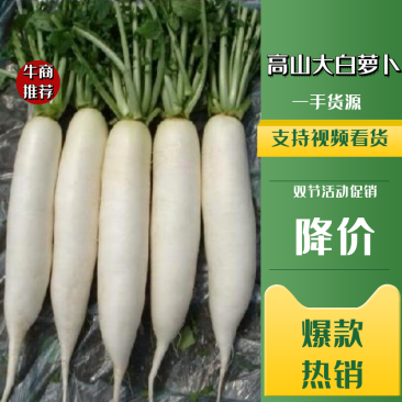 【产地供货】高山大白萝卜，一手货源，保质保量支持视频看货