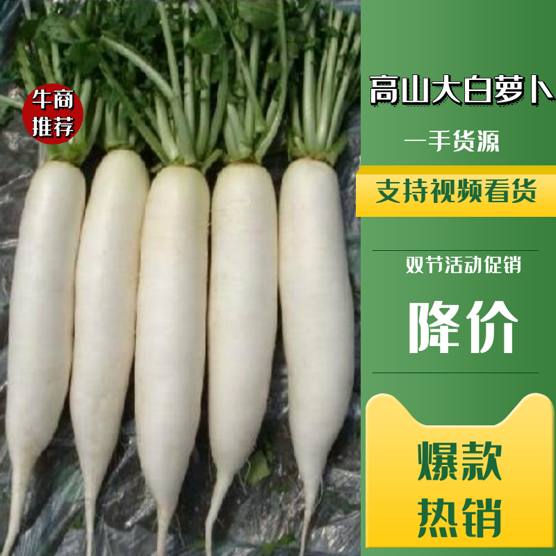 【产地供货】高山大白萝卜，一手货源，保质保量支持视频看货