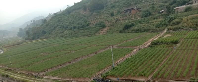 【新鲜上市】四川绿芦笋青芦笋产地直发货源充足