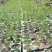 【新鲜上市】四川绿芦笋青芦笋产地直发货源充足