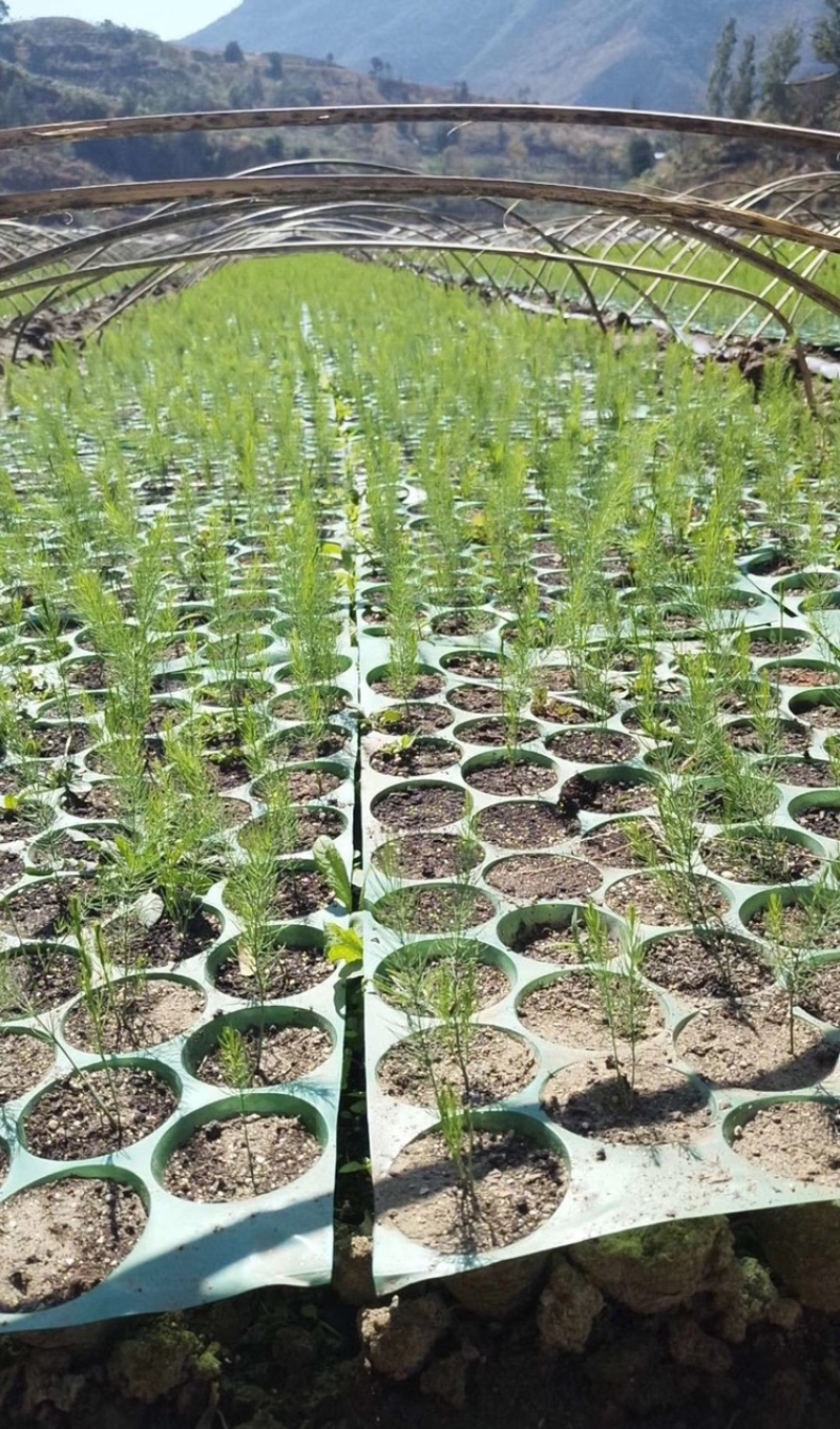 【新鲜上市】四川绿芦笋青芦笋产地直发货源充足