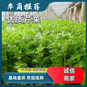 精品芹菜现货供应产地直供欢迎选购！