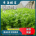 精品芹菜现货供应产地直供欢迎选购！
