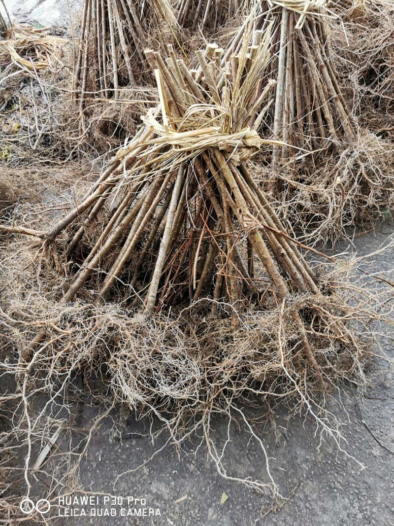 毛桃树苗毛桃苗占地实生桃树苗野桃树苗桃砧木苗