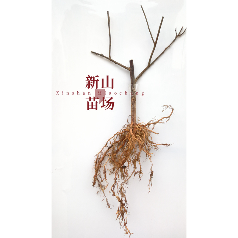 水杨桃苗水洋桃树苗猕猴桃砧木苗实生猕猴桃苗【抗涝】