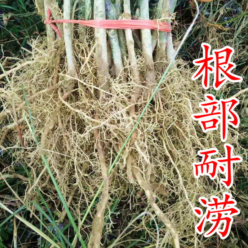 水杨桃苗水洋桃树苗猕猴桃砧木苗实生猕猴桃苗【抗涝】