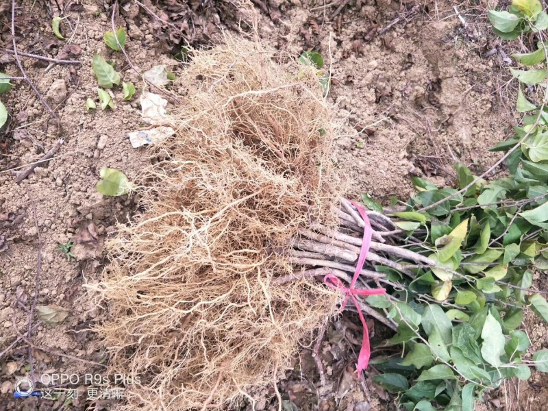 水杨桃苗水洋桃树苗猕猴桃砧木苗实生猕猴桃苗【抗涝】