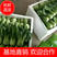 【永年精品】上海青小油菜大量供应2两以上另可供多种蔬菜
