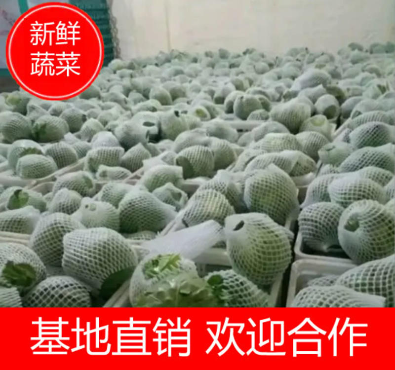 【精品现货】河北永年产地直销精品绿甘蓝1-1.5公斤