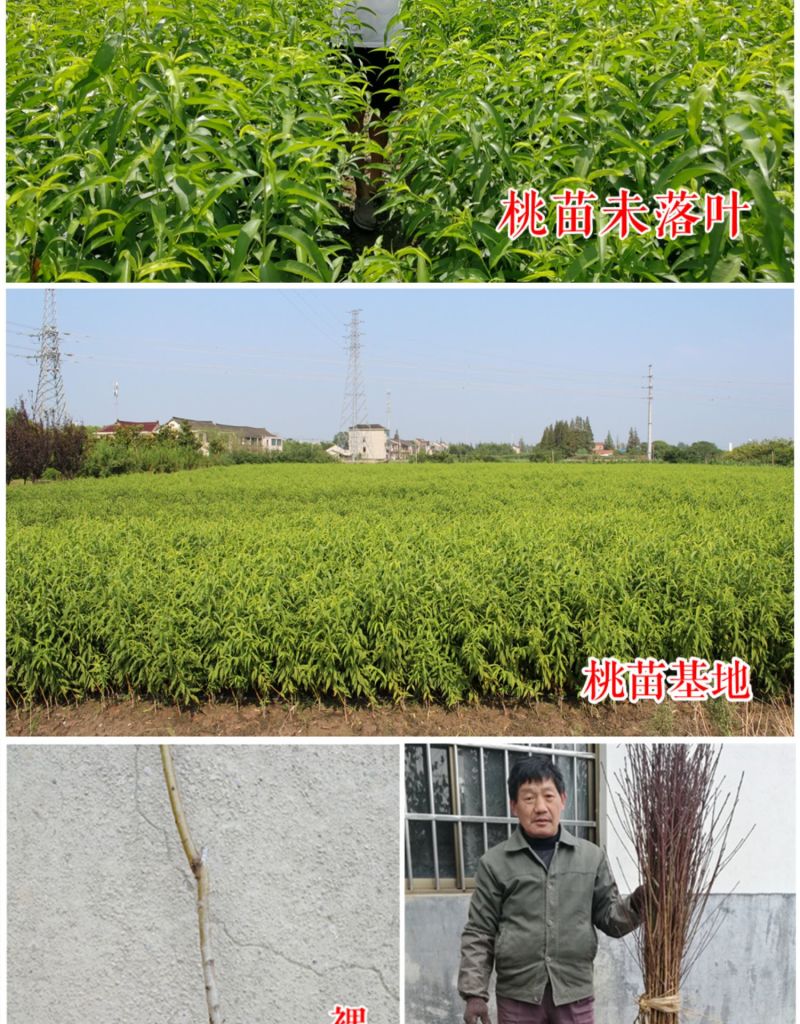 锦绣黄桃苗黄桃苗上海奉贤嘉善炎陵黄桃树苗新品种
