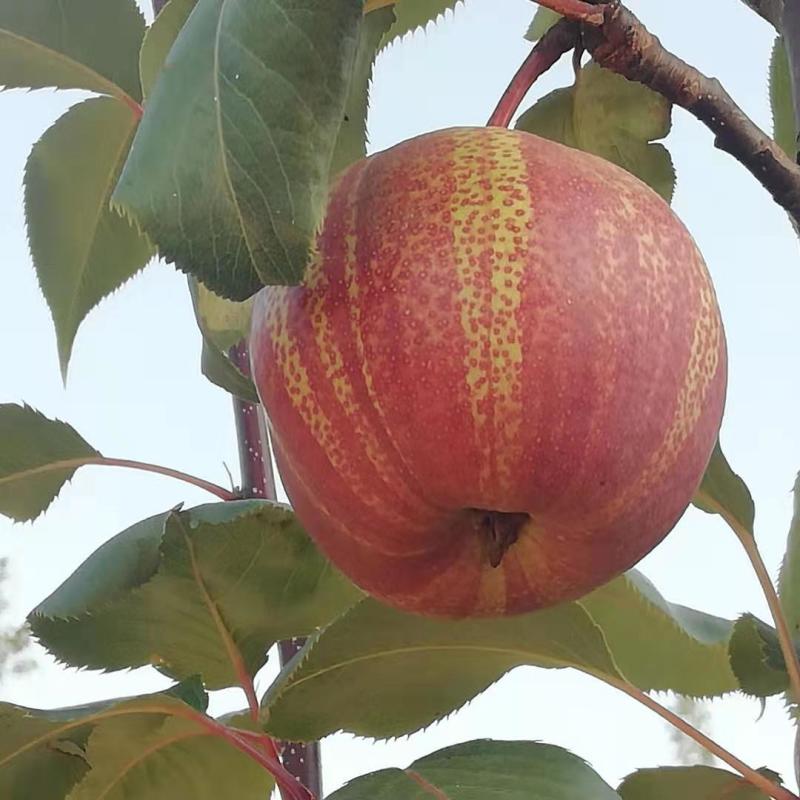 现挖现卖保湿发货早酥红梨树苗彩虹梨树苗全国可栽植