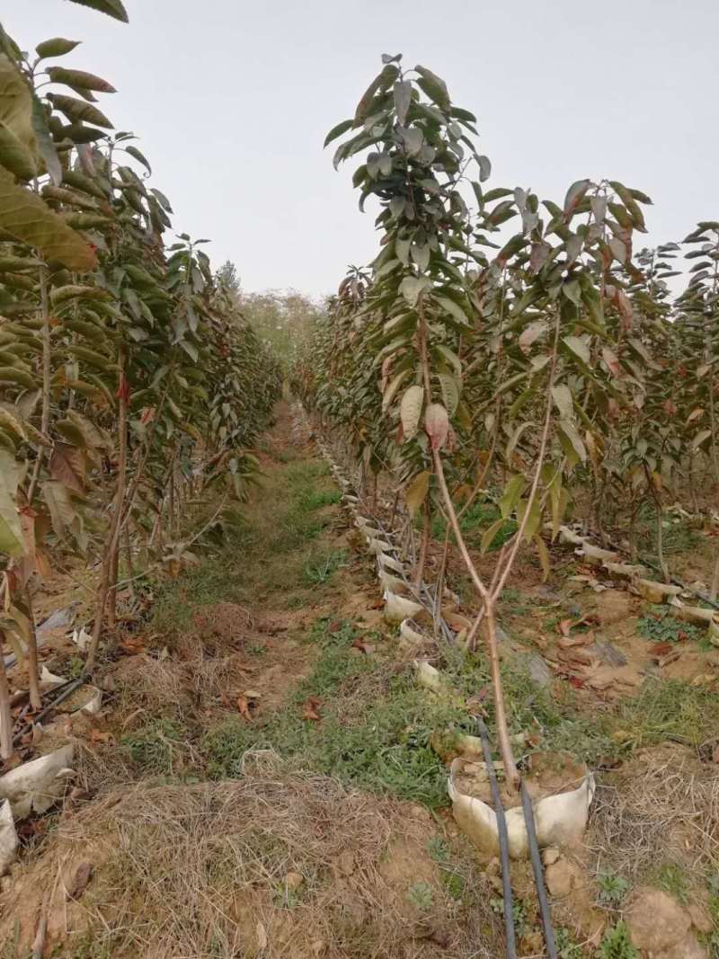 脱毒矮化樱桃苗鲁樱三号樱桃苗结果早产量高