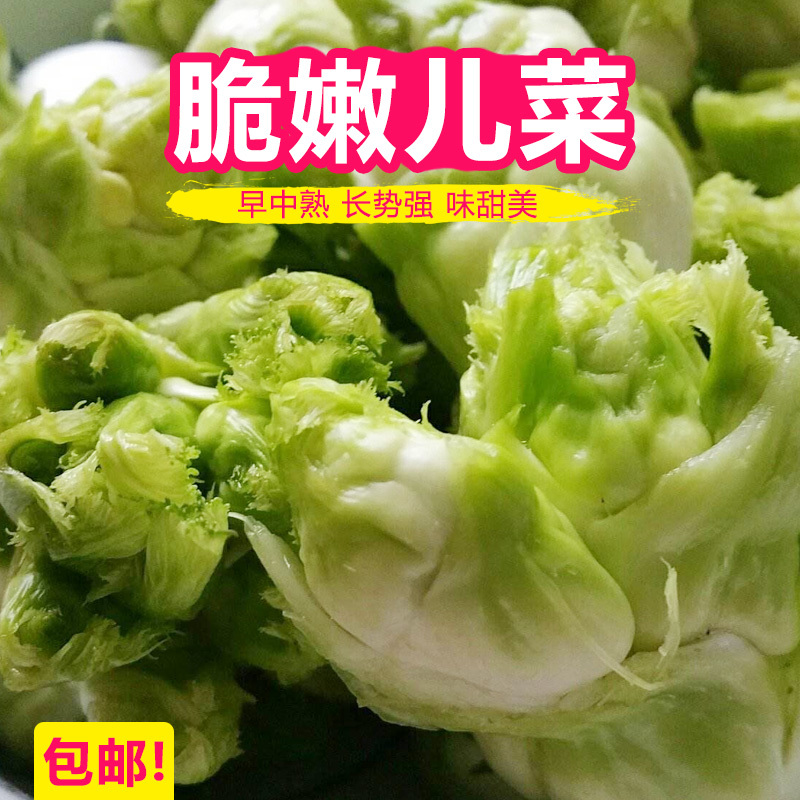 丁家儿菜种子早熟147杂交儿菜种子耐寒基地专用蔬菜种子