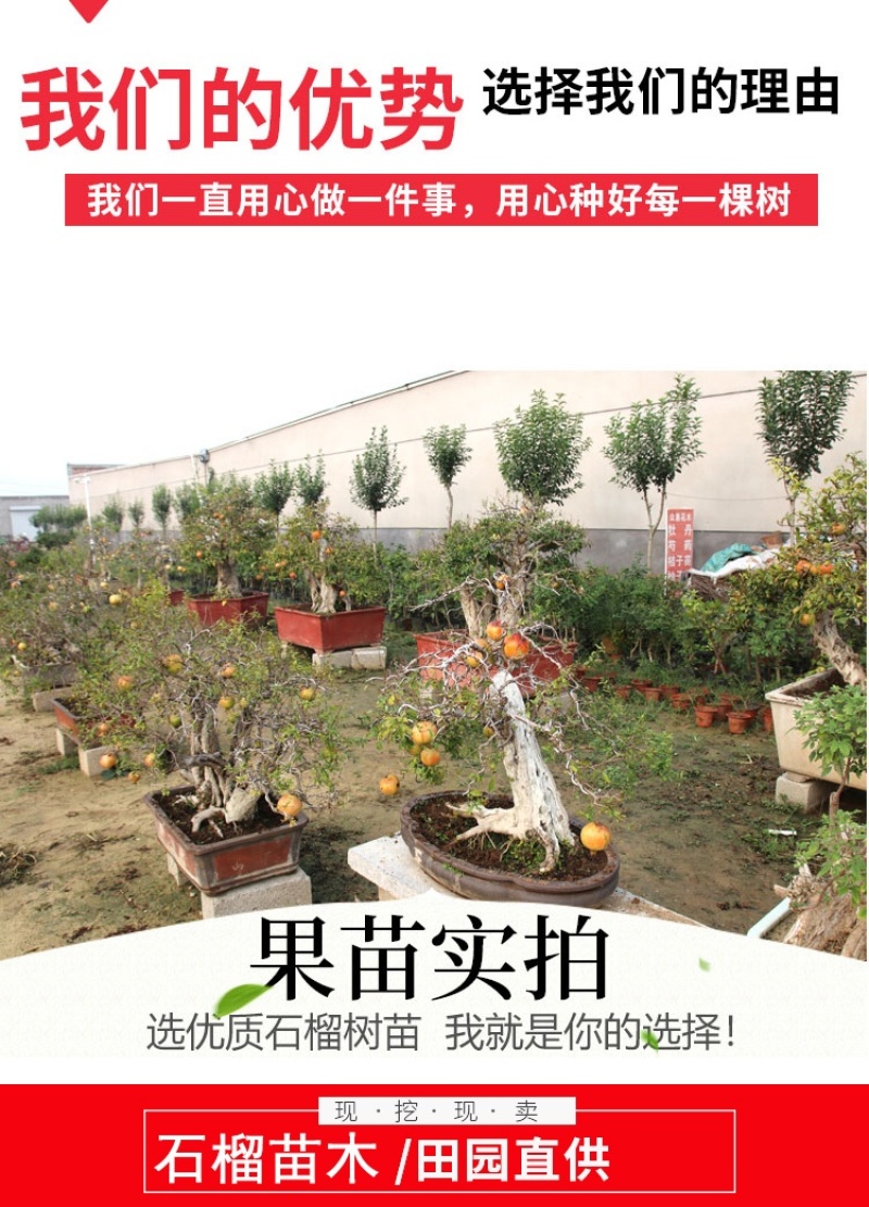 石榴树树苗盆栽地栽突尼斯软籽果树南方北方种植特大无籽石榴