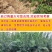 石榴树树苗盆栽地栽突尼斯软籽果树南方北方种植特大无籽石榴