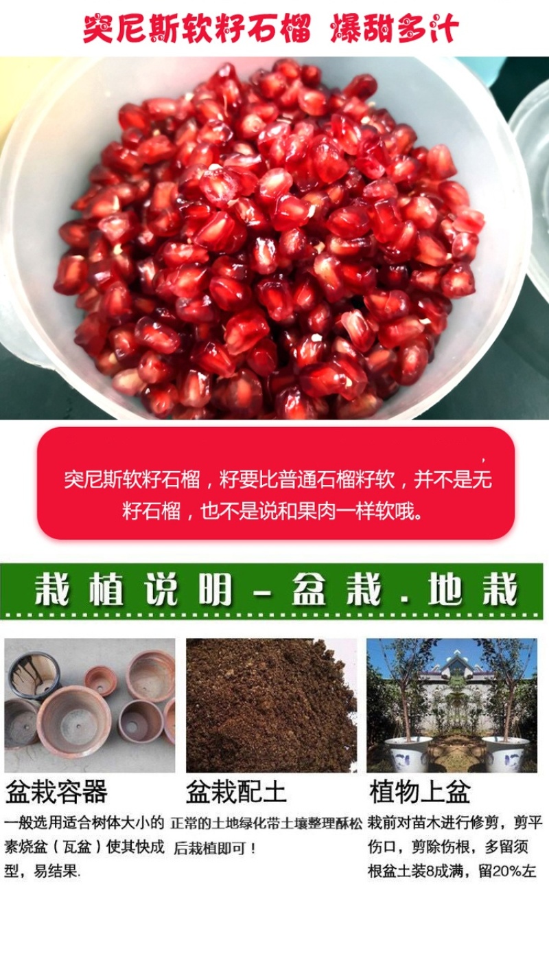 石榴树树苗盆栽地栽突尼斯软籽果树南方北方种植特大无籽石榴