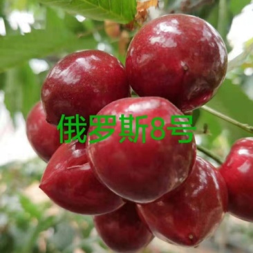 吉塞拉六号樱桃苗扦插苗开始出棚销售了