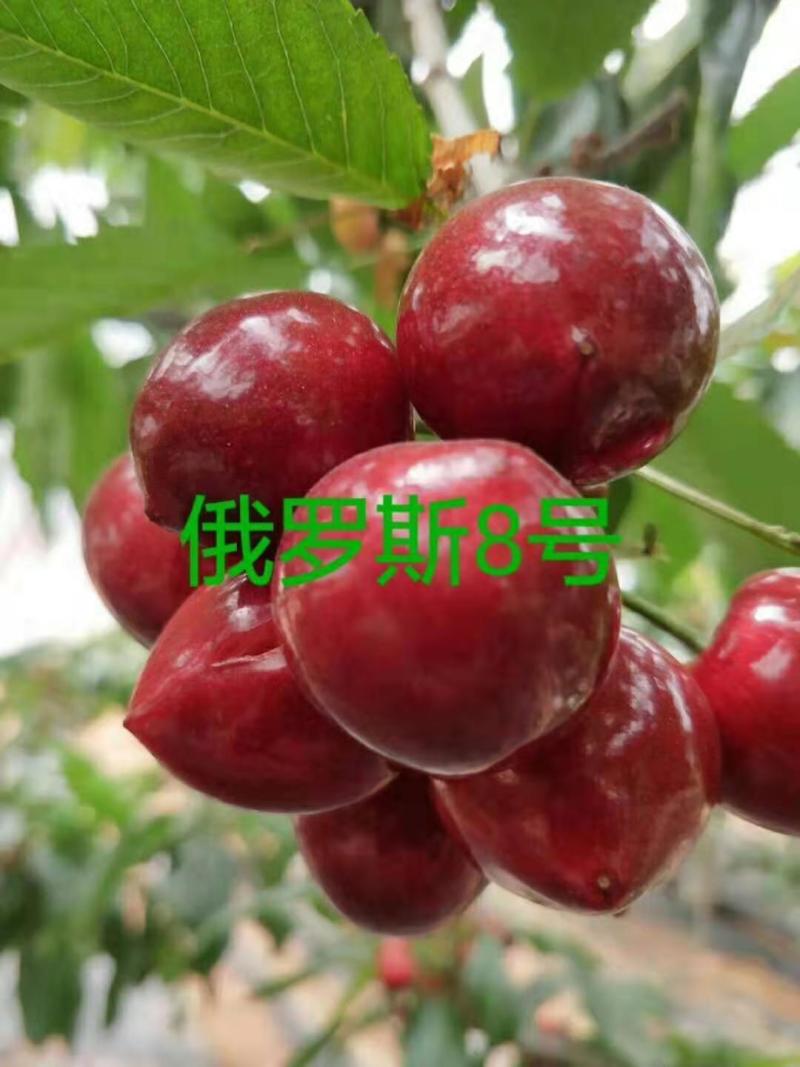 吉塞拉六号樱桃苗扦插苗开始出棚销售了
