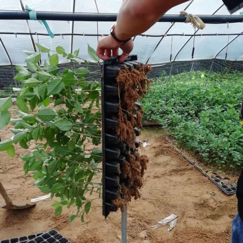 吉塞拉矮化樱桃苗砧木嫁接大樱桃结果早的砧木