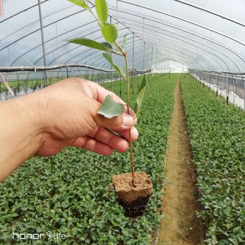 吉塞拉矮化樱桃苗砧木嫁接大樱桃结果早的砧木