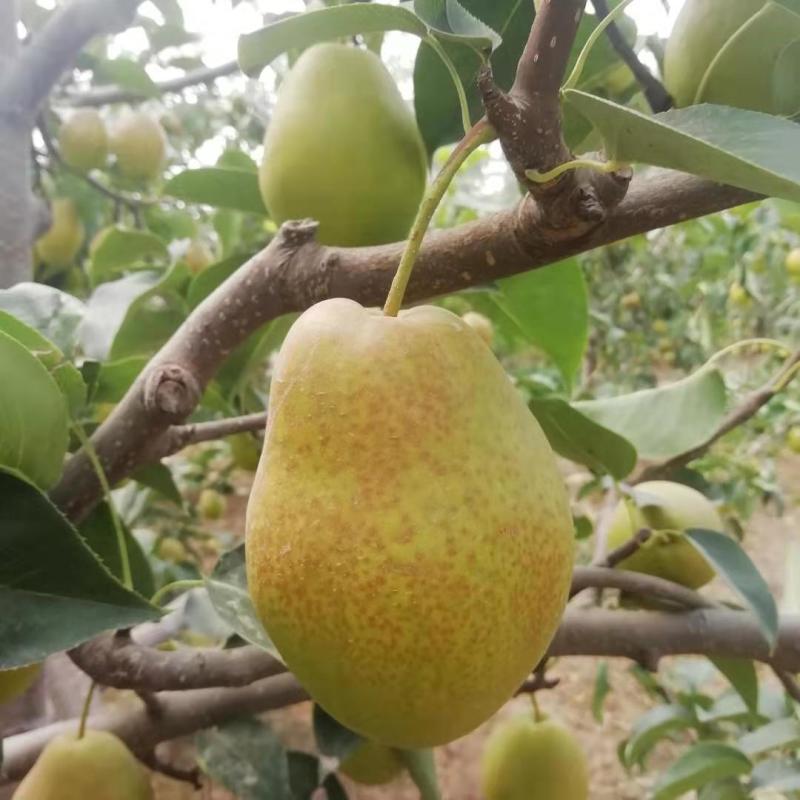 早酥红梨苗80cm以上0.8~3cm